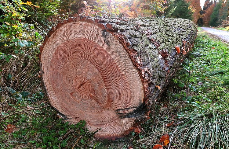 Die Überführung soll mehrheitlich aus einheimischem Holz gebaut werden. (Foto Pixelio.de)