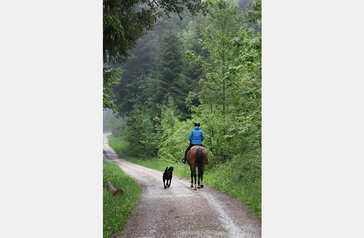Eine Reiterin zeigt, wie man auch hoch zu Pferd mit einem Hund korrekt im Wald unterwegs sein kann. (Foto Geri Wyss)