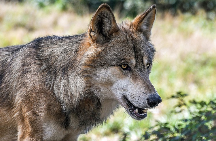 Über Wolfsabschüsse sollen künftig die Kantone entscheiden dürfen, fordert das revidierte Jagdgesetz. (Foto Christel sagniez/pixabay)