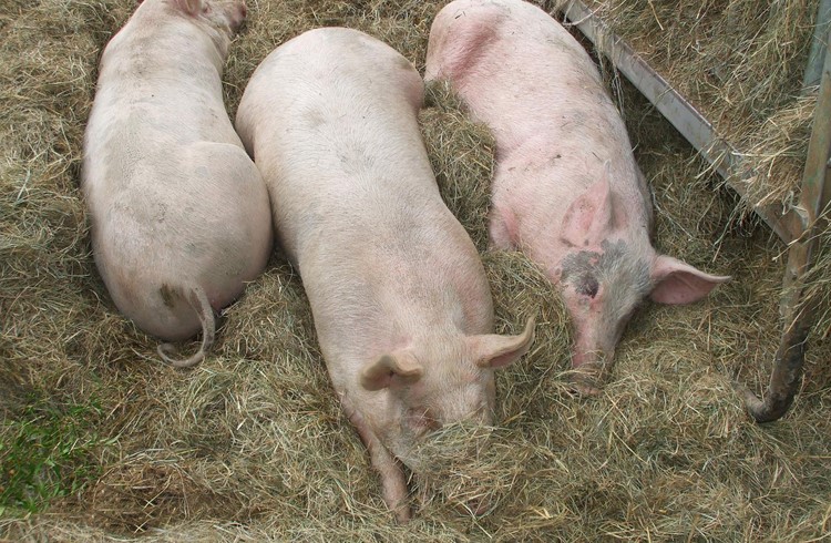 Das Wühlen, hier im Heu eines Stalles, ist eine für Schweine wichtige Verhaltensweise.
Foto pixelio.de/Miguel Carulla
