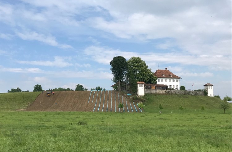 6. Mai 2020: Der erste Teil der Rebparzelle beim Schloss Holzhof wird mit Jungreben bepflanzt. (Foto zVg)