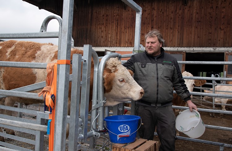 Roger Fleischlin füttert sein Rind.  (Foto Thomas Stillahrt)