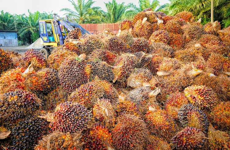 Für die Palmöl-Plantagen werden Tropenwälder gerodet, wodurch Tiere, Pflanzen und Menschen ihren Lebensraum verlieren. (Foto Pixabay)