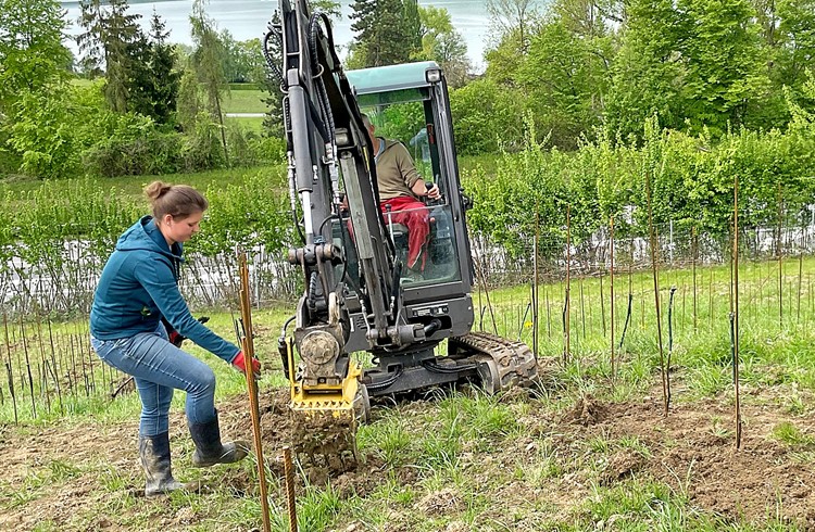 Auf rund einer Hektare wurde bei Kirchbühl ein Weinberg angepflanzt. (Foto ZVG)