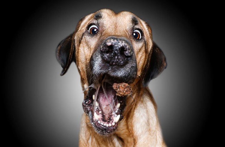 Tiere können für Menschen gute Gefährten sein und ihn unterhalten, wie hier Hund «Bubi» aus Schenkon, der nach einem Happen schnappt. (Foto Manuel Arnold)