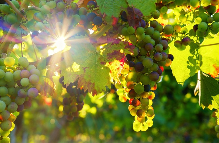 Die kräftige Sempacher Sonne wird bald die Trauben bei Kirchbühl auch reifen lassen. (Foto Pixabay.com)