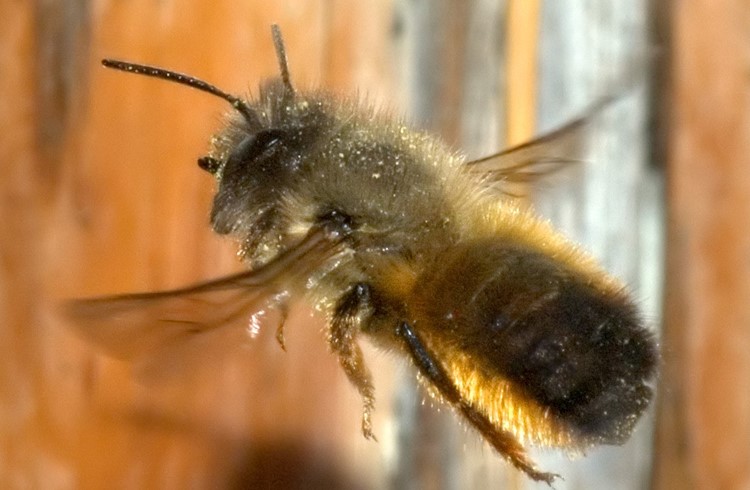 Die friedfertige Rote Mauerbiene nistet gerne in Trockenmauern und sollte auch in heimischen Gärten mit Nistangeboten unterstützt werden. (Foto zvg)