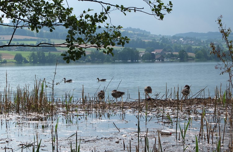 Mit der Zerstörung des Schilfs ist der Sichtschutz für die Wasservögel weg, die nun von Erholungssuchenden an Land gestört werden können. (Foto Geri Wyss)