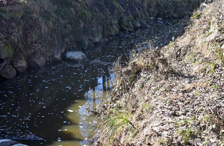 Gewässerverschmutzung durch Gülle im Waldibach in Rothenburg am 2. März 2021: Auf einer Länge von ca. 2,4 Kilometer wurde der grösste Teil des Fischbestands vernichtet. (Foto zvg)