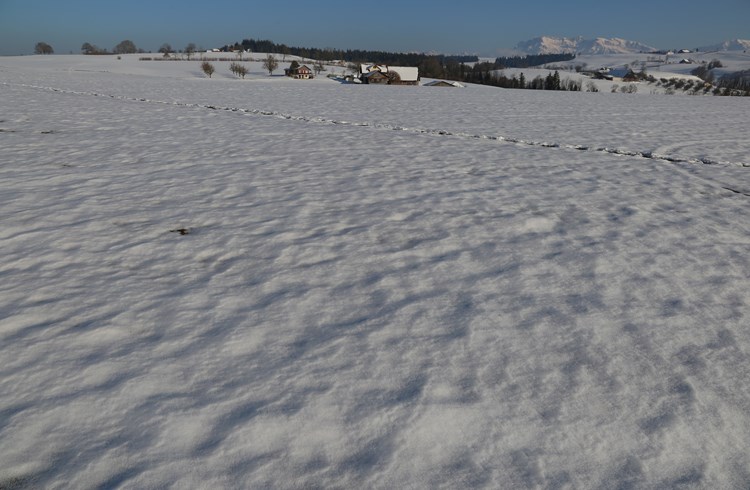 Dasselbe Feld lag am letzten Wochenende bis am Montag unter einer geschlossenen Schneedecke, wie es den ganzen Winter über nicht der Fall gewesen war.  (Foto Geri Wyss)