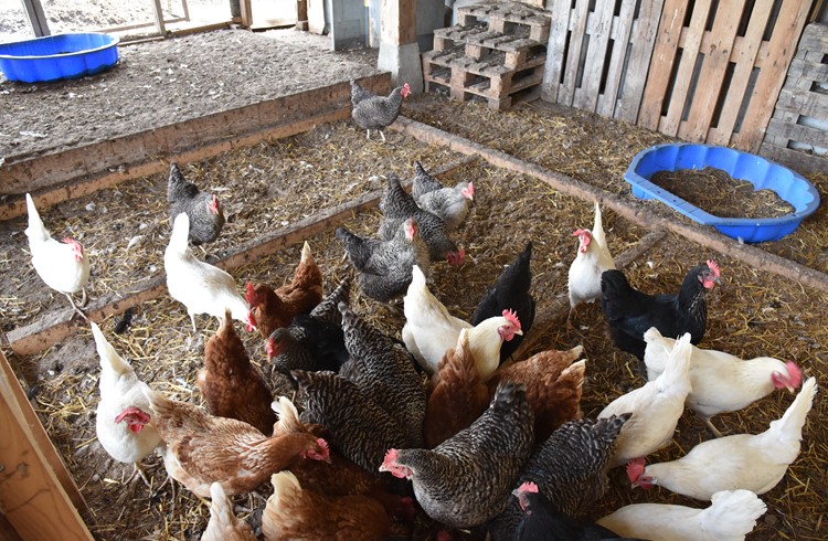 Freilandhühner der Rassen Sperber, Nera, Sussex sowie braune und weisse Legehybriden im Stall. (Foto Roseline Troxler)