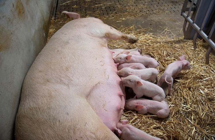 Der Kanton Luzern steht bei der Schweinehaltung an der Spitze. (Archivbild Thomas Stillhart)