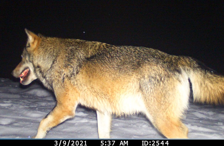 Mitte September tappte in Nottwil ein Wolf in die Fotofalle. Hier ist ein anderer Wolf zu sehen. (Foto zvg)