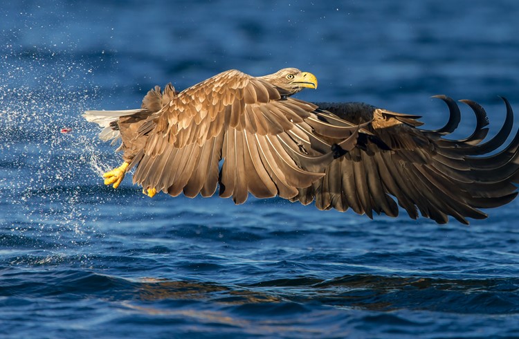 Der Seeadler fliegt nahe der Meeresoberfläche, um nach Beute Ausschau zu halten. (Foto Marcel Burkhardt)