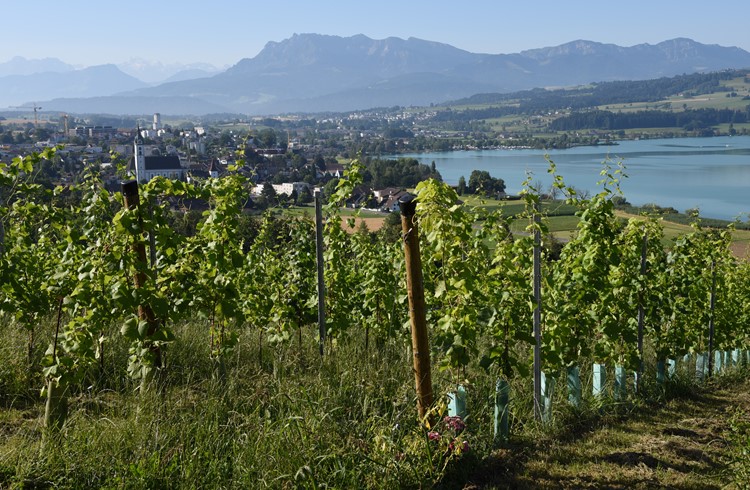 8000 Weinreben werden beim Kirchbühler Weiler bewirtschaftet. (Foto Geri Wyss/Archiv)