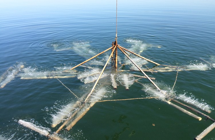 Das Bild zeigt einen Diffusor, der in gut 80 Meter Tiefe Luft in den See verteilen kann. (Foto ZVG)