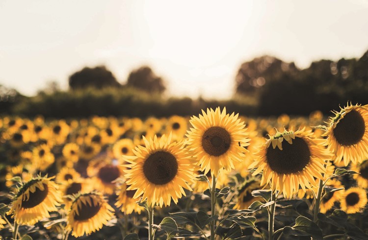 Sonnenblumen können sich positiv auf eine gesunde Ernährung auswirken. (Foto Unsplash/Jordan Cormack)
