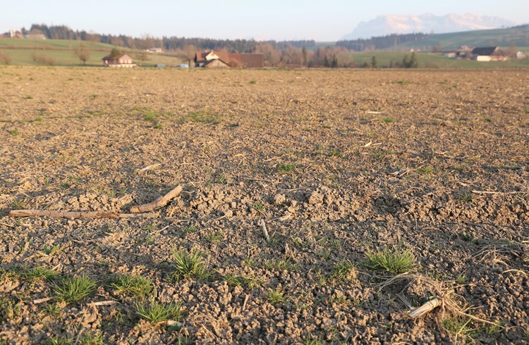 Nach einem sehr trockenen März 2022 waren die Böden in der Region ausgetrocknet, wie hier im Gebiet Flüss in Nottwil. (Foto Geri Wyss/Archiv)