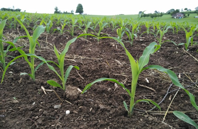 Der Mais gediehen in der Region je nach Untergrund unterschiedlich gut. (Foto Geri Wyss/Archiv)