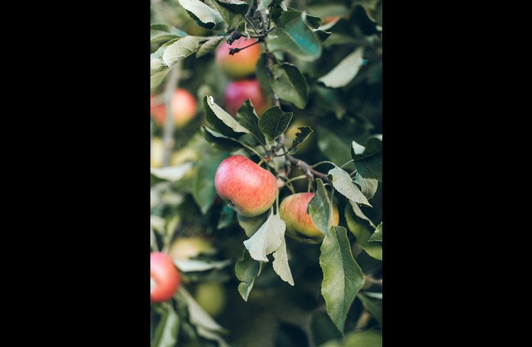 Deutlich weniger Äpfel wuchsen dieses Jahr an den Hochstammbäumen. (Foto Unsplash/Anna Kaminova)
