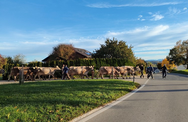 Klimaverträglich auf dem Weg an die Viehschau. (Foto Martina Müller Richli)