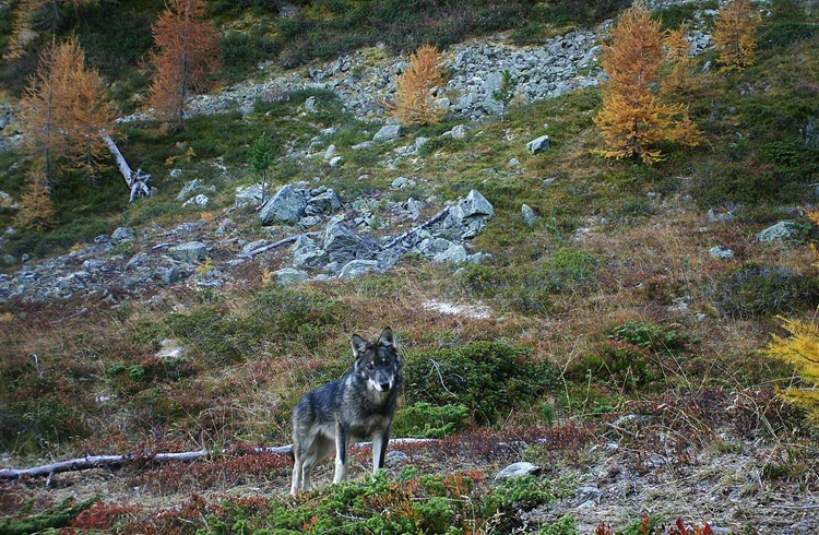 Fotofallenaufnahme eines wildlebenden Wolfs in der Schweiz. (Foto Gruppe Wolf Schweiz GWS)
