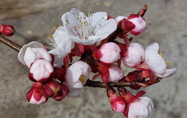 Der Frühling hält Einzug, wie hier auf Kirchbühl, wo diese Blüten eines Aprikosenbaums zu bestaunen waren. | Monika Näf-Flühler