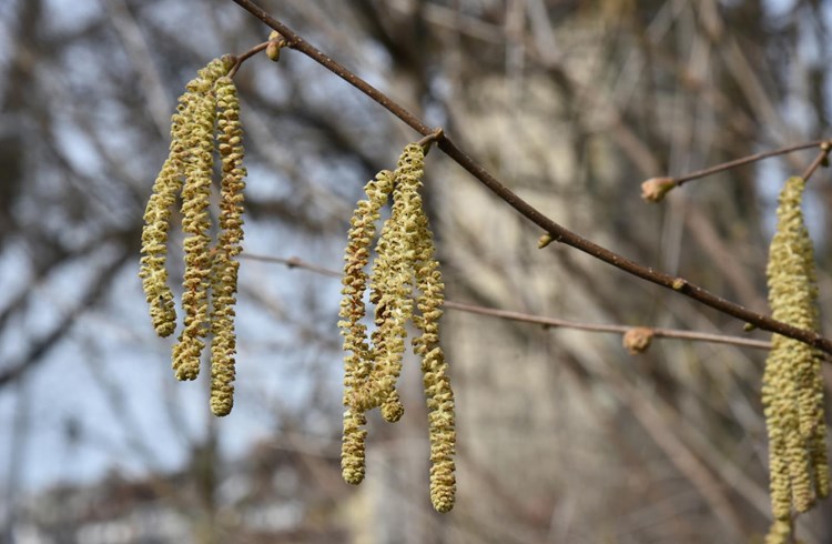 Im Frühjahr sind die Pollen der Hasel- und Erle-Sträucher bereits unterwegs. (Foto Michèle Temperli)