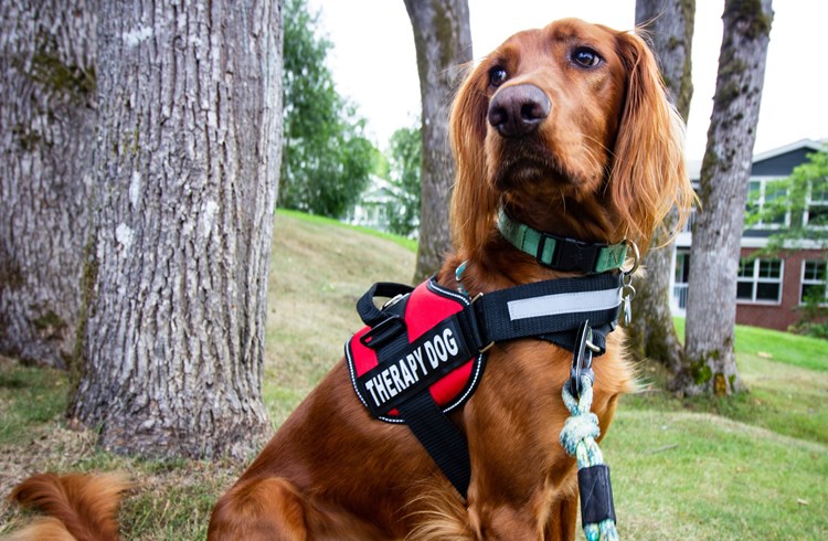 Luzerner Halterinnen und Halter von Assistenz- und Therapiehunden sollen von der Hundesteuer befreit werden.  (Foto Unsplash/Ryan Stone)