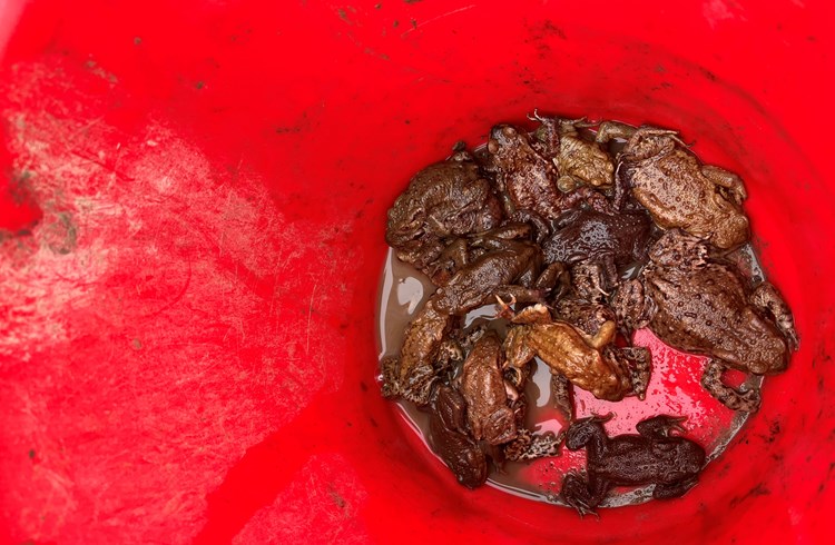 Kröten und Frösche sammeln sich in Kübeln, welche danach über die Strasse getragen werden, um die Tiere in ihr Laichgewässer zu entlassen.  (Foto zvg)