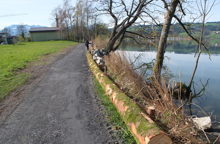 Der Seeuferweg in Sempach zwischen dem Parkplatz Seevogtei und dem Seewasserwerk ist nach den Hochwasserschäden wieder instand gestellt worden. (Foto Geri Wyss)