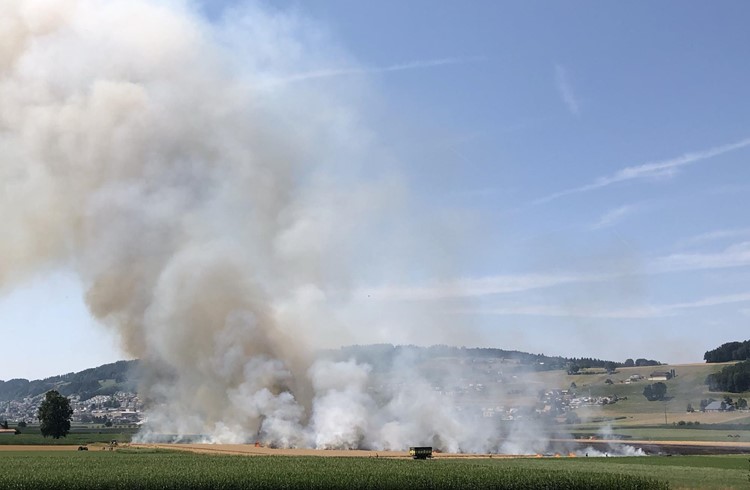 Ein Kornfeld in Mauensee, Ortsteil Kaltbach, ist am Donnerstag, 25. Juli, in Brand geraten (Foto LuPol).