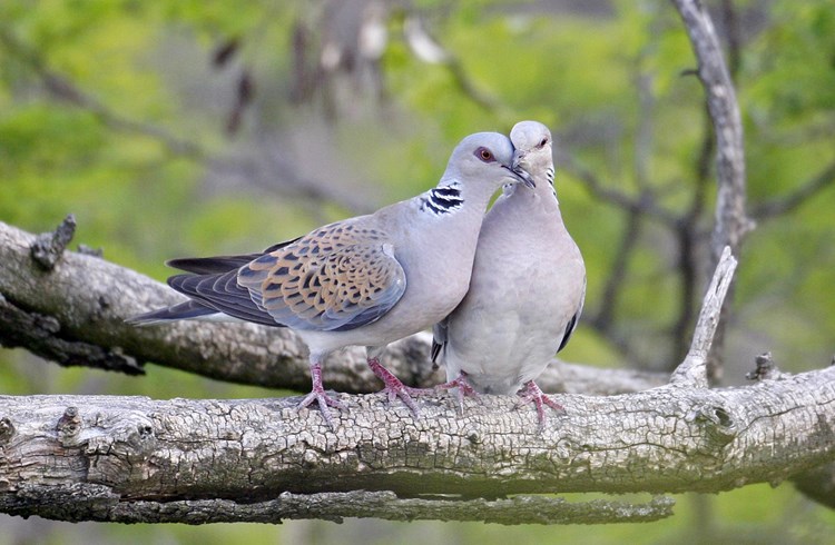 Zwei Tauben beim Turteln. (Foto Markus Varesvuo)