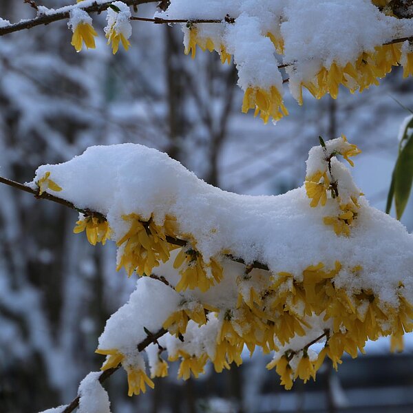 
									Aprilschnee: Bild 8
								