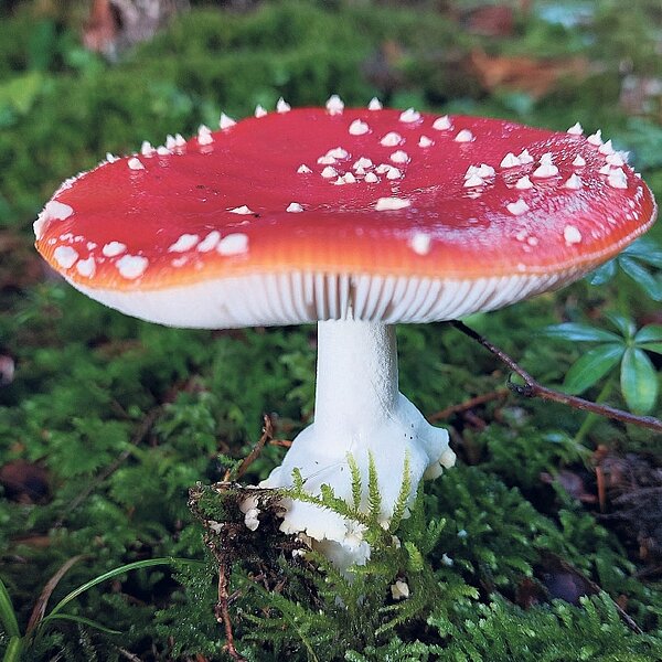 
									Herbstimpressionen: Bild 3
								