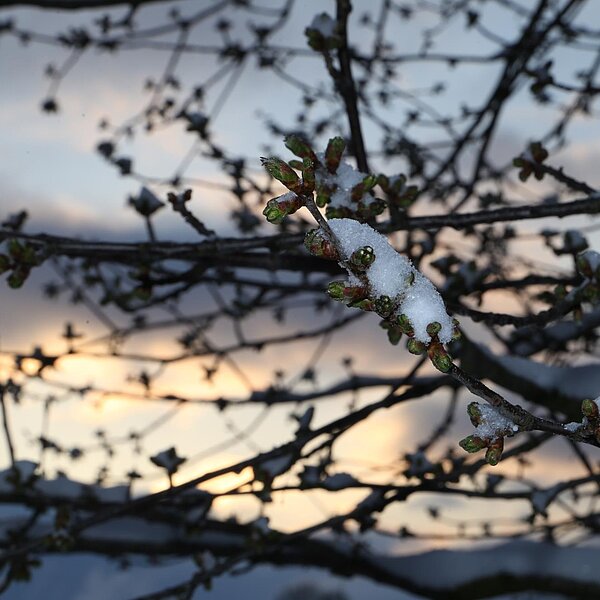 
									Aprilschnee: Bild 2
								