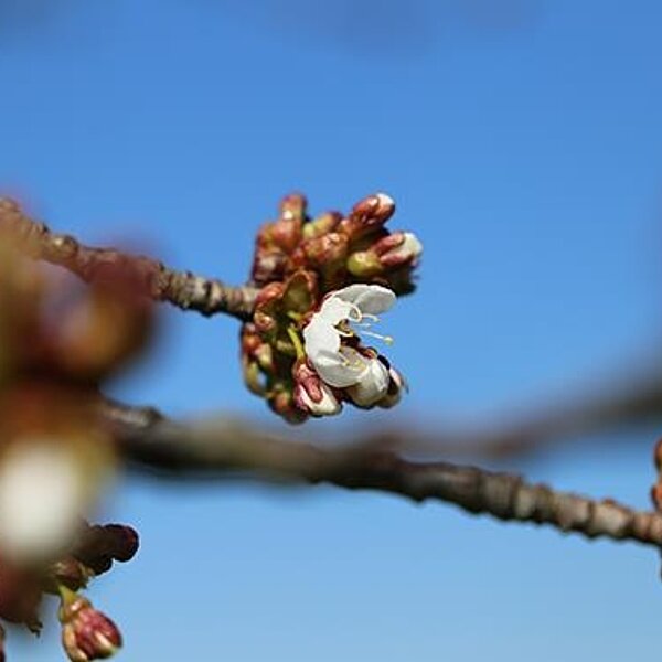 
									Frühlingserwachen: Bild 8
								