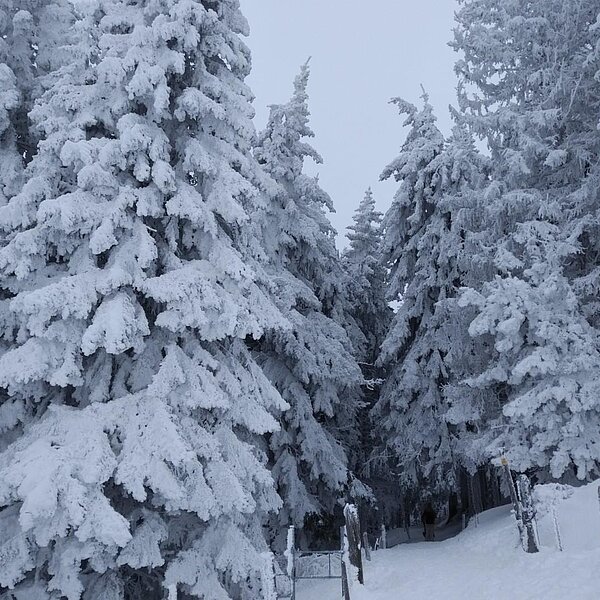 
									Winterimpressionen: Bild 4
								