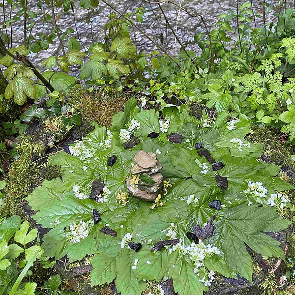 
									Waldmandalas im Mülital: Bild 3
								