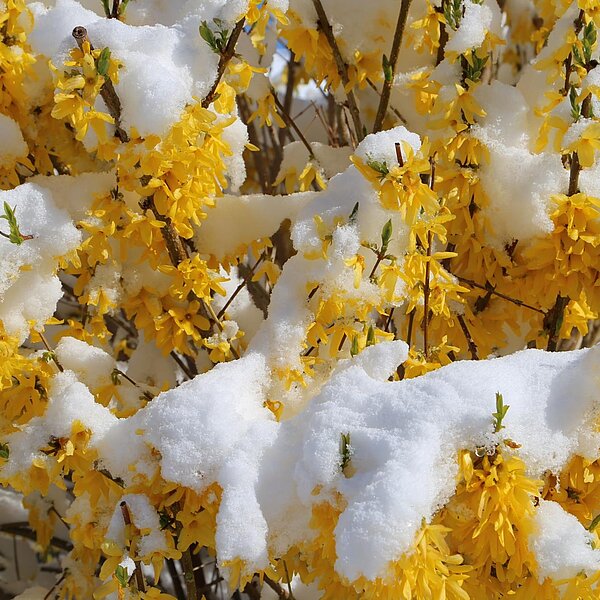 
									Aprilschnee: Bild 1
								
